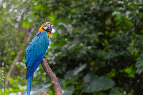 Blue and Gold Macar parrot birds perch at the branch