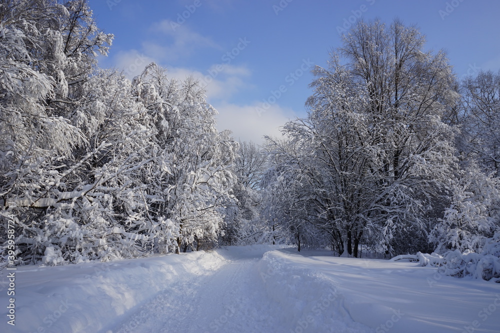 winter road in the Kuskovo park in Moscow winter road in the Kuskovo park in Moscow
