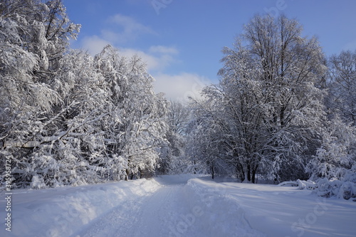 winter road in the Kuskovo park in Moscow