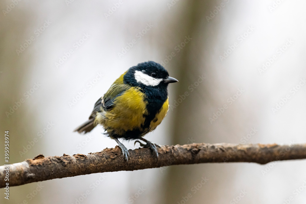 Obraz premium great tit (Parus major) in winter frosty weather in the snow. The great tit (Parus major) is a passerine bird in the tit family Paridae. 