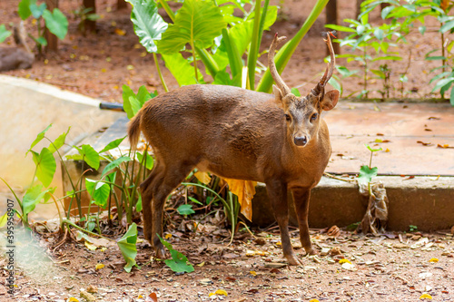 A potrait of Bawean Deer, A family of cervidae which can found in primary and secondary forest. photo
