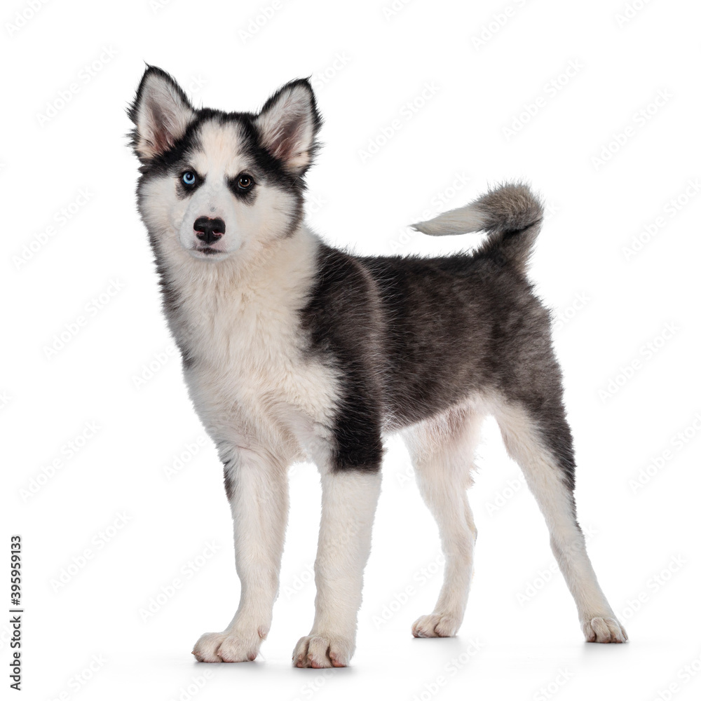 Adorable Yakutian Laika dog pup, odd eyed and cute black masked. Standing side ways with tail up. Looking towards camera. Isolated on white background.