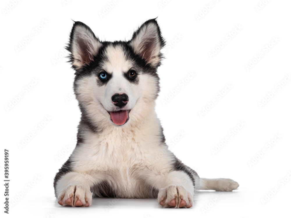 Adorable Yakutian Laika dog pup, odd eyed and cute black masked. Laying down facing front. Looking towards camera. Isolated on white background.