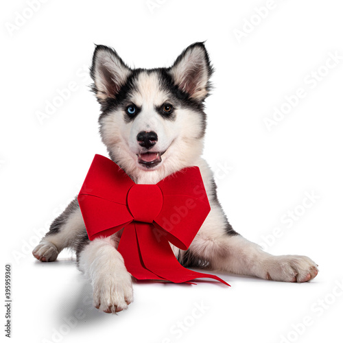 Adorable Yakutian Laika dog pup, odd eyed and cute black masked. Laying down facing front on edge. Wearing big red ribbon around neck. Looking towards camera. Isolated on white background. © Nynke