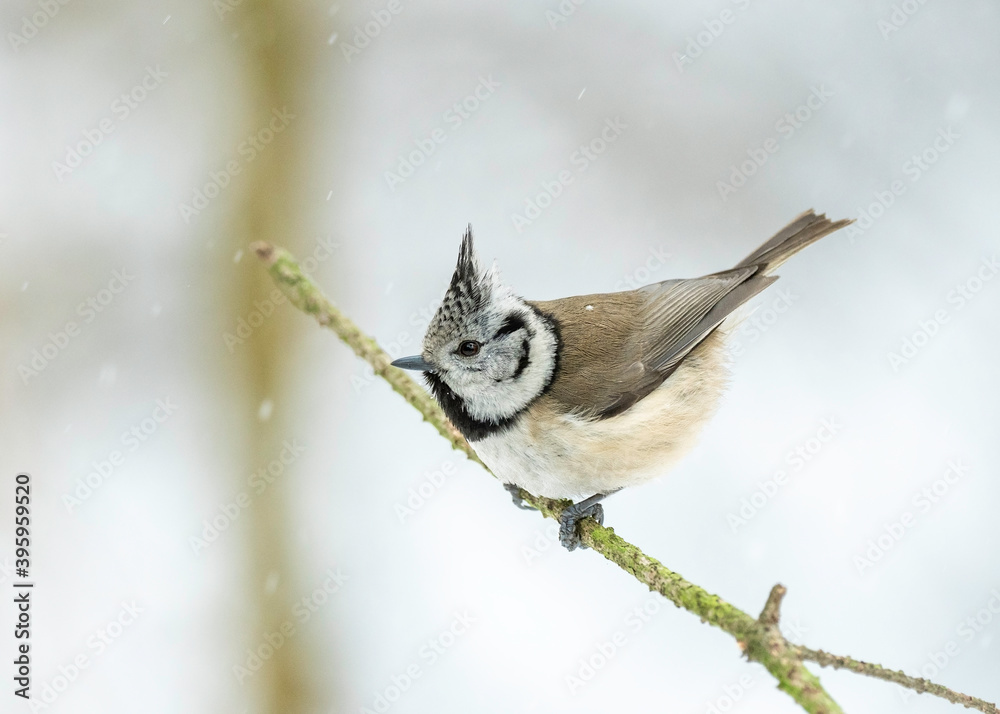 Obraz premium European crested tit (Lophophanes cristatus) in winter frosty weather in the snow. The European crested tit, or crested tit (Lophophanes cristatus, Parus cristatus), is a bird in the family Paridae.