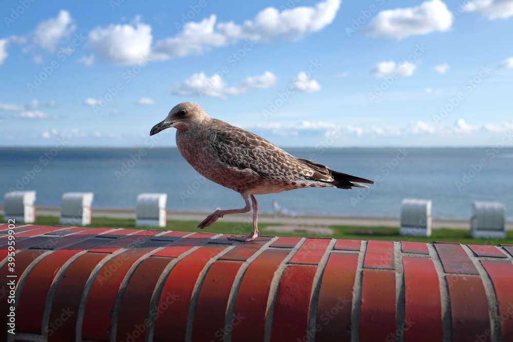 Foto Seemöve auf Backsteinmauer der Promenade am Südstrand in Wilhelmshafen - Stockfo