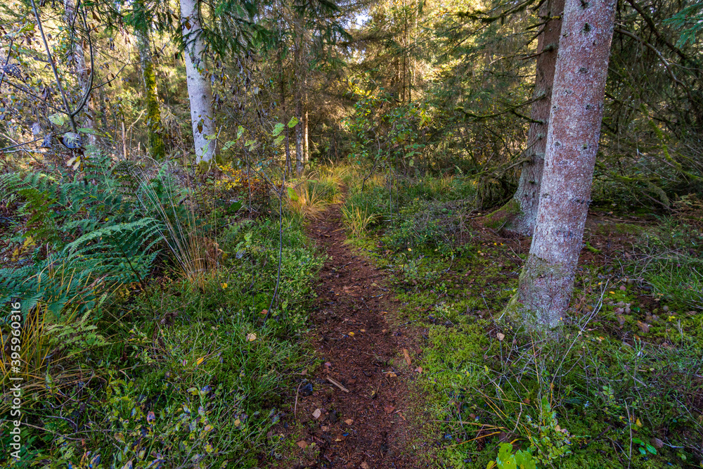 Fototapeta premium Wonderful autumn hike near Koenigseggwald in Upper Swabia
