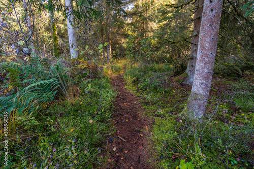 Wonderful autumn hike near Koenigseggwald in Upper Swabia photo