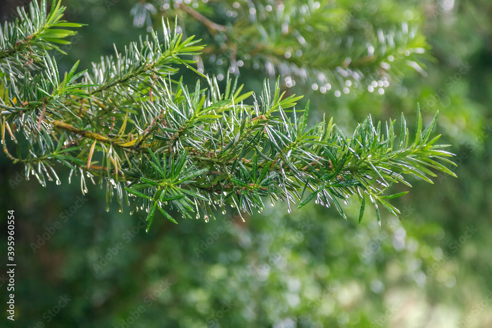 Close up Taxus baccata also known as yew – evergreen tree branch with water drops on leaves after rain Close up Taxus baccata also known as yew – evergreen tree branch with water drops on leaves after rain