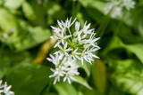 Wild garlic (Allium ursinum) plant blooming in a garden