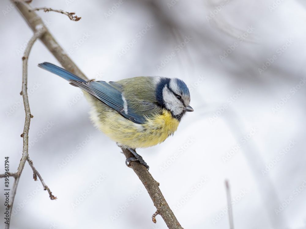 Obraz premium Eurasian blue tit (Cyanistes caeruleus) in winter frosty weather in the snow. The Eurasian blue tit (Cyanistes caeruleus) is a small passerine bird in the family Paridae.