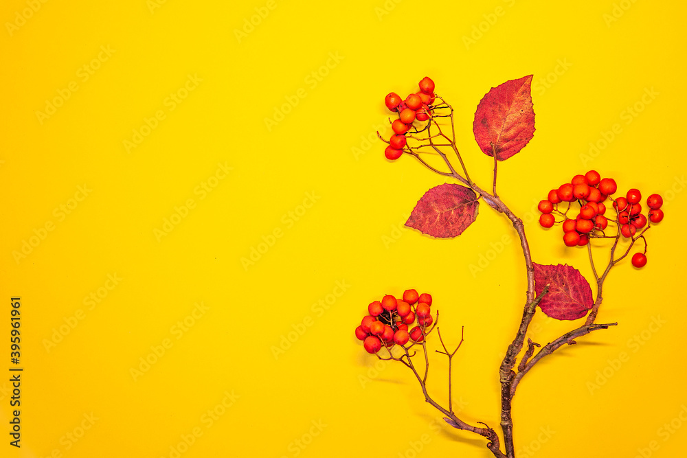 Autumn composition. Season background with colorful fall branches leaves and fruits collection on yellow background. Autumn, fall, thanksgiving day concept. Flat lay, top view, copy space, Studio shot Autumn composition. Season background with colorful fall branches leaves and fruits collection on yellow background. Autumn, fall, thanksgiving day concept. Flat lay, top view, copy space, Studio shot