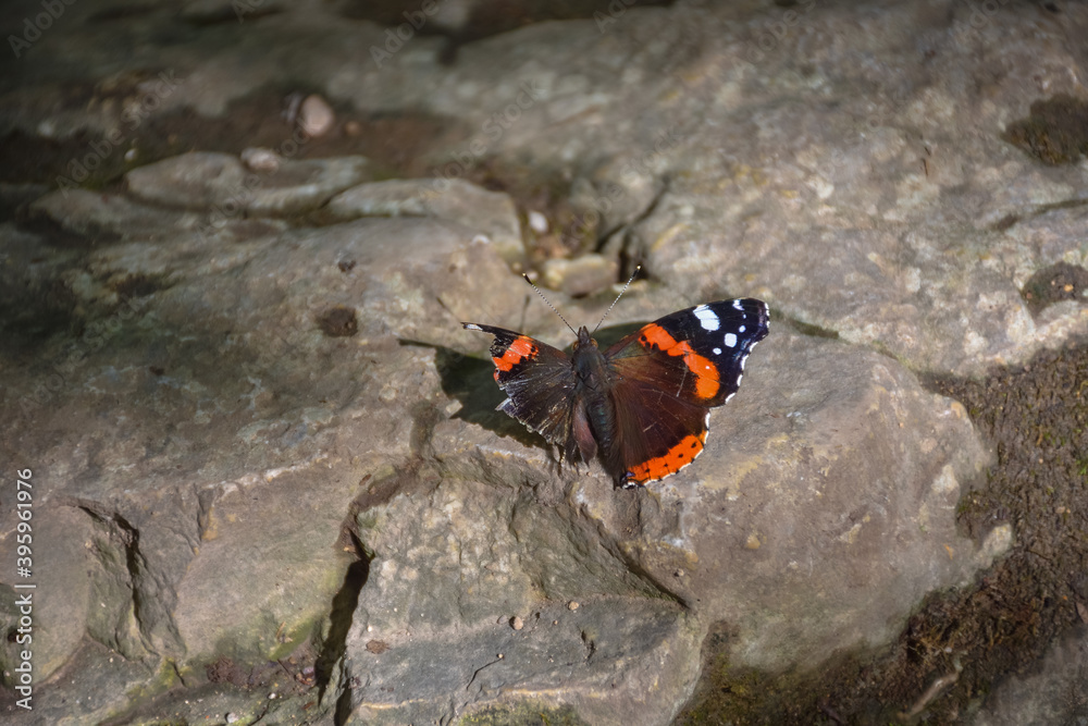 butterfly on stone, butterfly with a broken wing butterfly on stone, butterfly with a broken wing