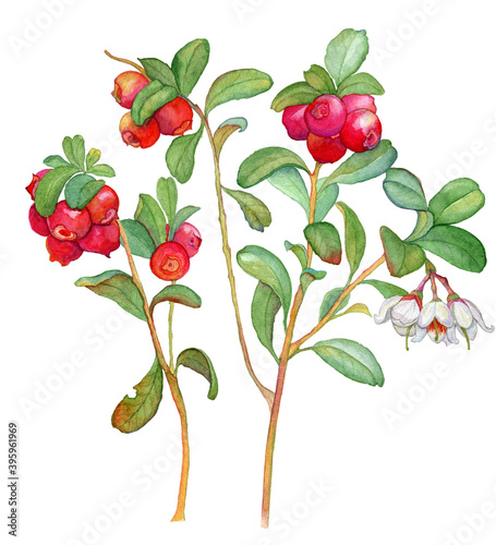 Lingonberry watercolor drawing. The isolated object on a white background. Ideal for packaging tea, postcards, product descriptions.