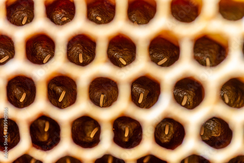 Honey bee eggs in a wax honeycomb.