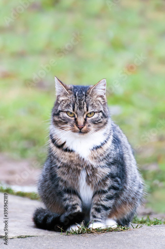 Gray-brown striped cat with a white breast on a green blurred background.Photo of a tabby cat with a place for an inscription. Pet walks in the yard.Home pet. The cat sits and looks straight. © Tatiana
