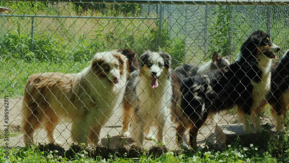 Dogs frolic behind an aviary net