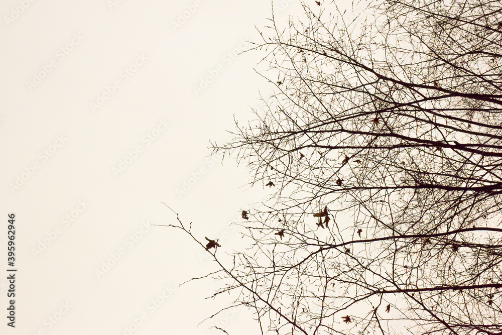 On the right side of the frame, the outlines of bare branches of trees without leaves on a white background