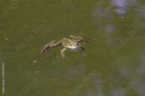 frog on the water surface in a pond in the park in nature during the day