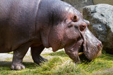 .wild adult hippopotamus in nature in the park and in the background is a rock