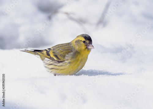 OLYMPUS DIGITAL CAMERA The male Eurasian siskin (Spinus spinus) is looking for food near the feeders in the snow 