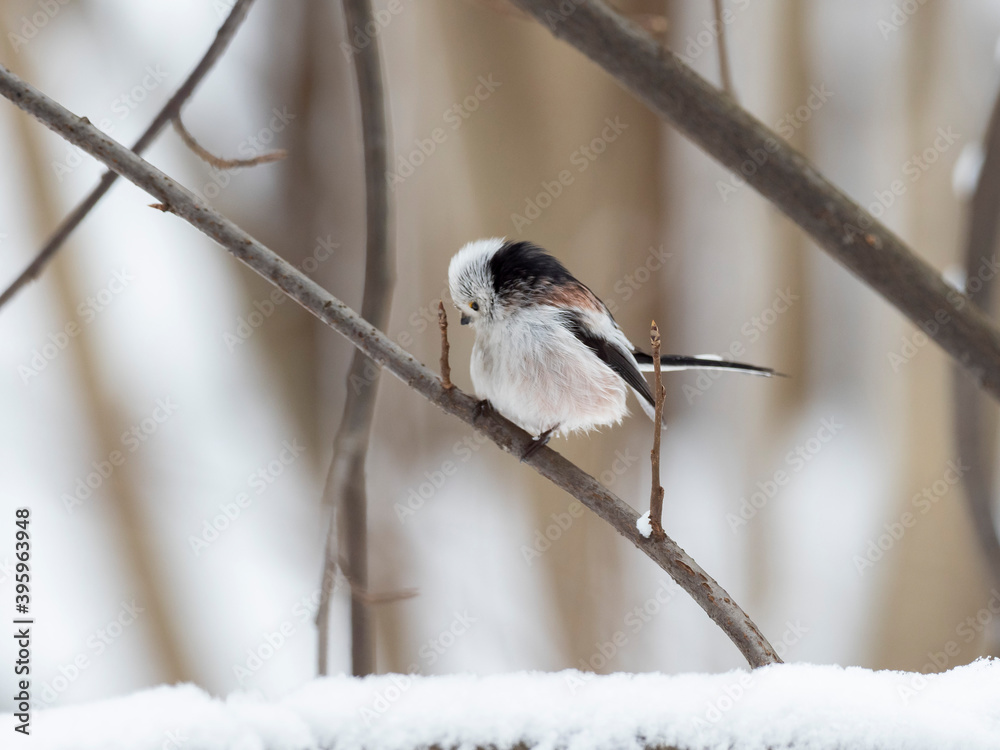 Obraz premium The long-tailed tit or long-tailed bushtit (Aegithalos caudatus) is a common bird found throughout Europe and the Palearctic. Long-tailed tit (Aegithalos caudatus) in frosty winter weather in the snow