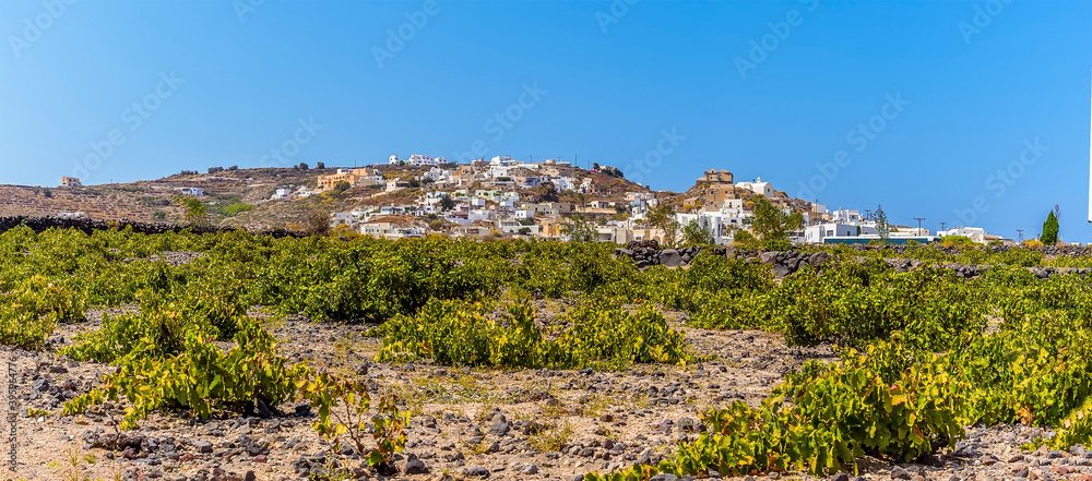 Fototapeta premium A view across a field of vines towards the settlement of Akortiri in Santorini in summertime