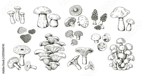 Mushroom sketch. Realistic hand drawn pencil outline edible forest product. Isolated collection of morel, boletus and truffle, porcini or champignon. Raw ingredients for cooking, vector delicacy set