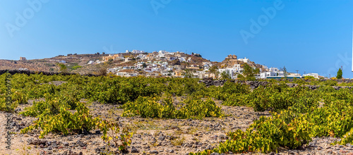 A view across a field of vines towards the settlement of Akortiri in Santorini in summertime