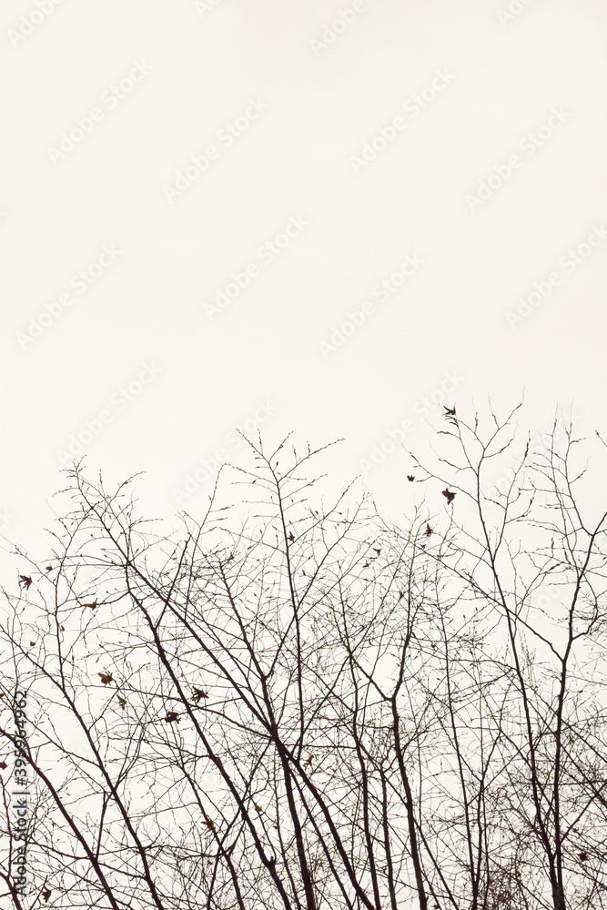 Bottom frame outlines of bare branches of autumn trees without leaves on a white background