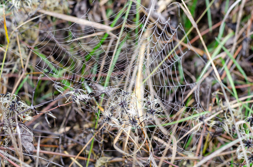 A little spider sitting in the middle of the cobweb and lurking for prey