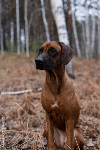 Beautiful dog rhodesian ridgeback hound outdoors on a forest background