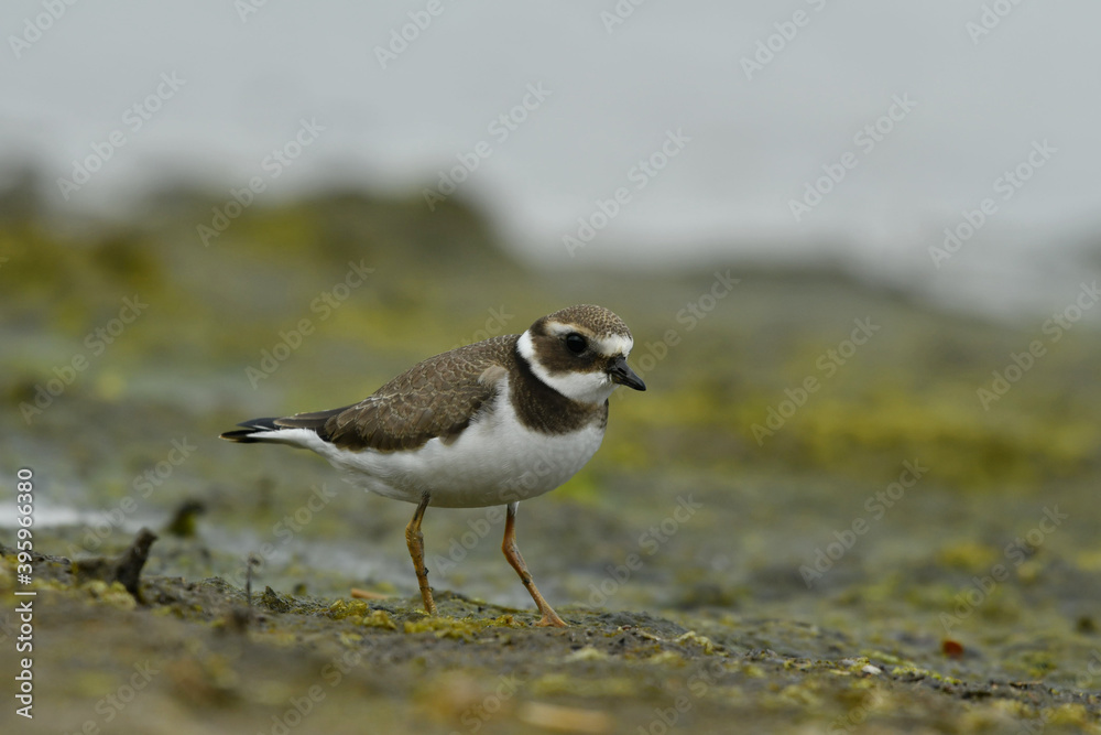 The common ringed plover breeding on the ground. The common ringed plover breeding on the ground.