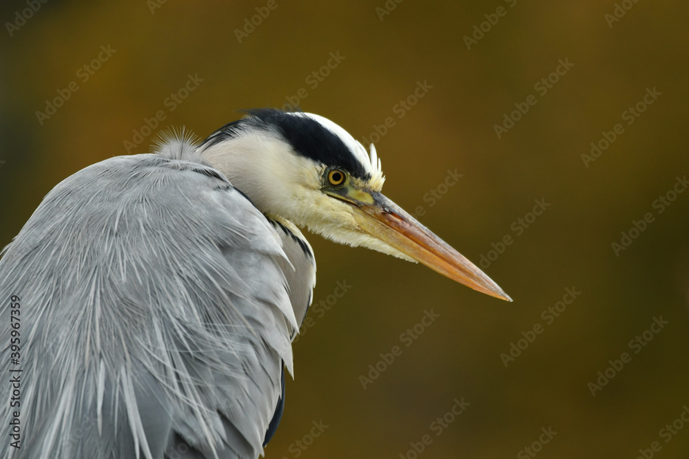Elegant Grey Heron portrait in atumn colours Elegant Grey Heron portrait in atumn colours