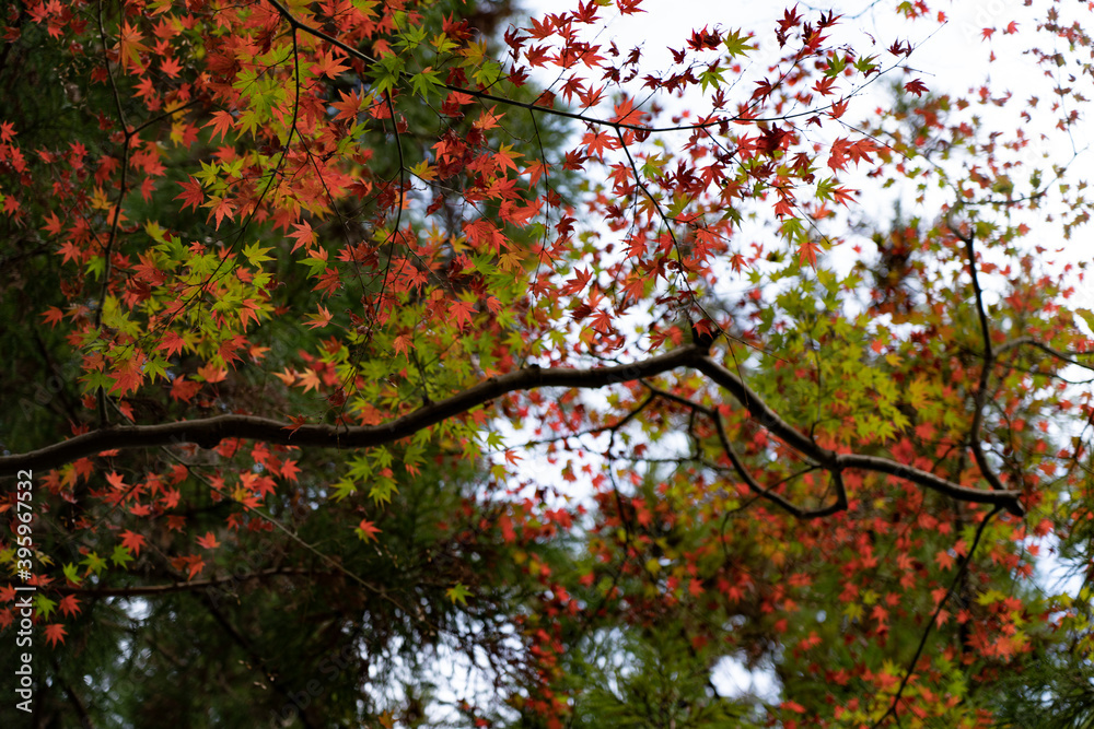 秋 , 紅葉 ,  autumn , leaves , colors , japan