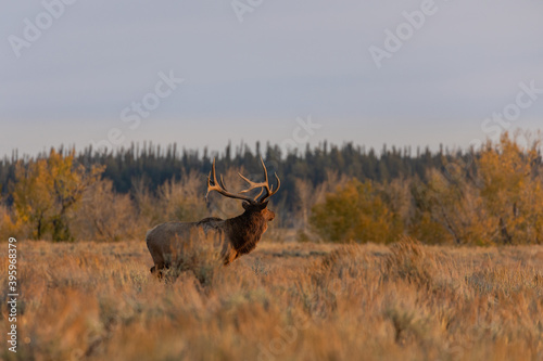 Bull Elk in Wyoming During the Rut in Autumn © natureguy