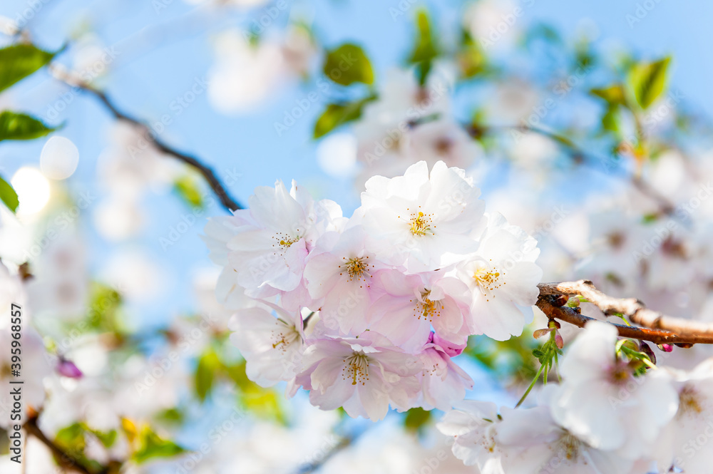 tree flowers tree flowers