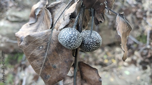 Fruit with fallen branch in autumn