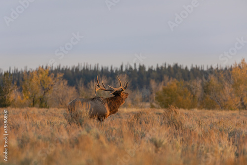 Fototapeta Naklejka Na Ścianę i Meble -  Bull Elk in Wyoming During the Rut in Autumn