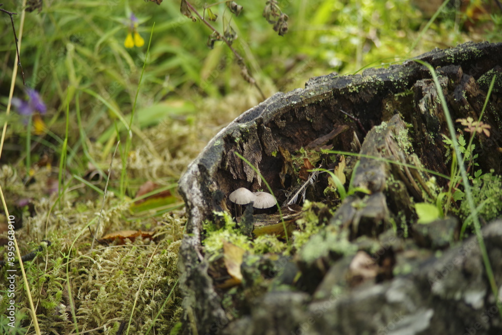 Obraz premium mushrooms in a tree stump
