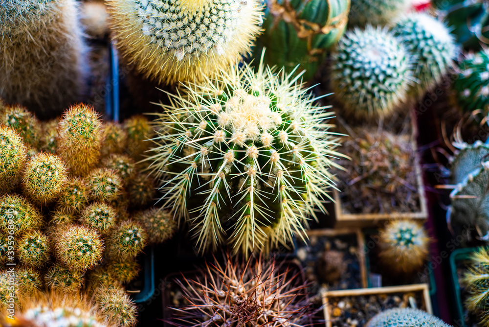 Collectible cacti from different countries in the home collection Collectible cacti from different countries in the home collection