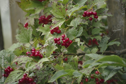 red currant bush
