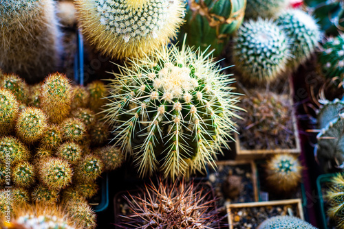 Collectible cacti from different countries in the home collection