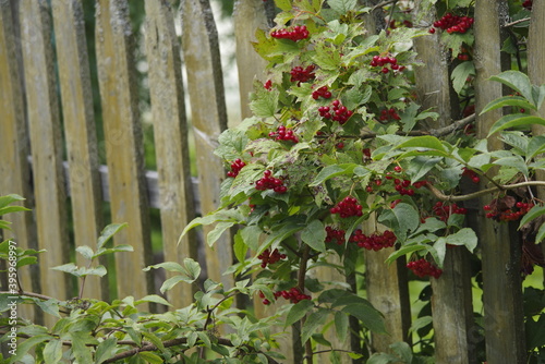 red currant bush