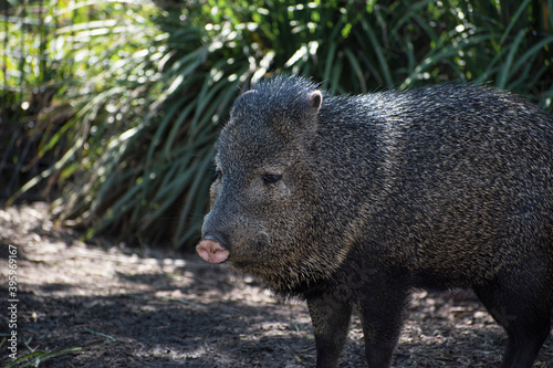 Un pecarí, de la familia Tayassuidae en el suborden Suina junto con los cerdos del Viejo Mundo, Suidae. Se encuentra en Melbourne, Australia. Chancho, cerdo, puerco. photo