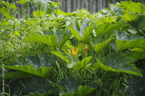 vegetable garden in the garden