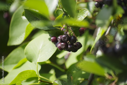 currant berries