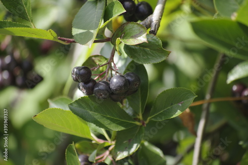 blueberries on a tree