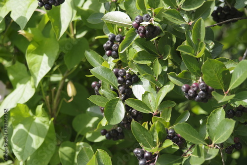 black currant bush