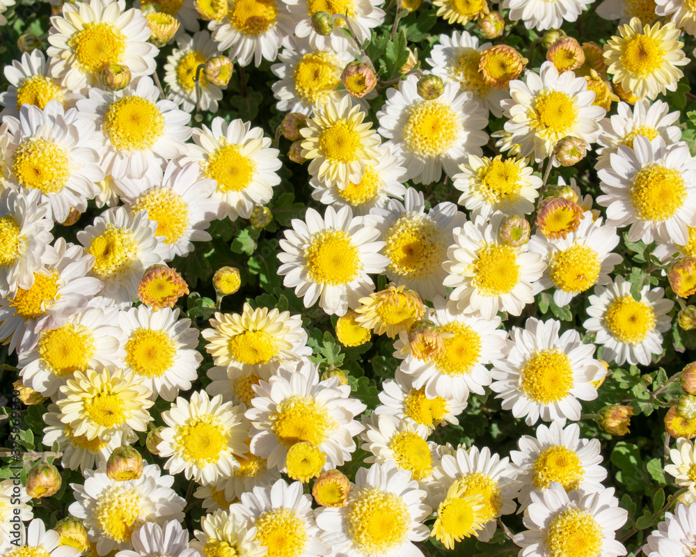 Chrysanthemum. Many white-yellow flowers. Floral background. Chrysanthemum. Many white-yellow flowers. Floral background.